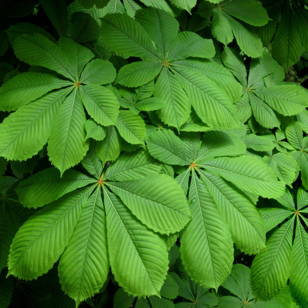 Листок конского каштана