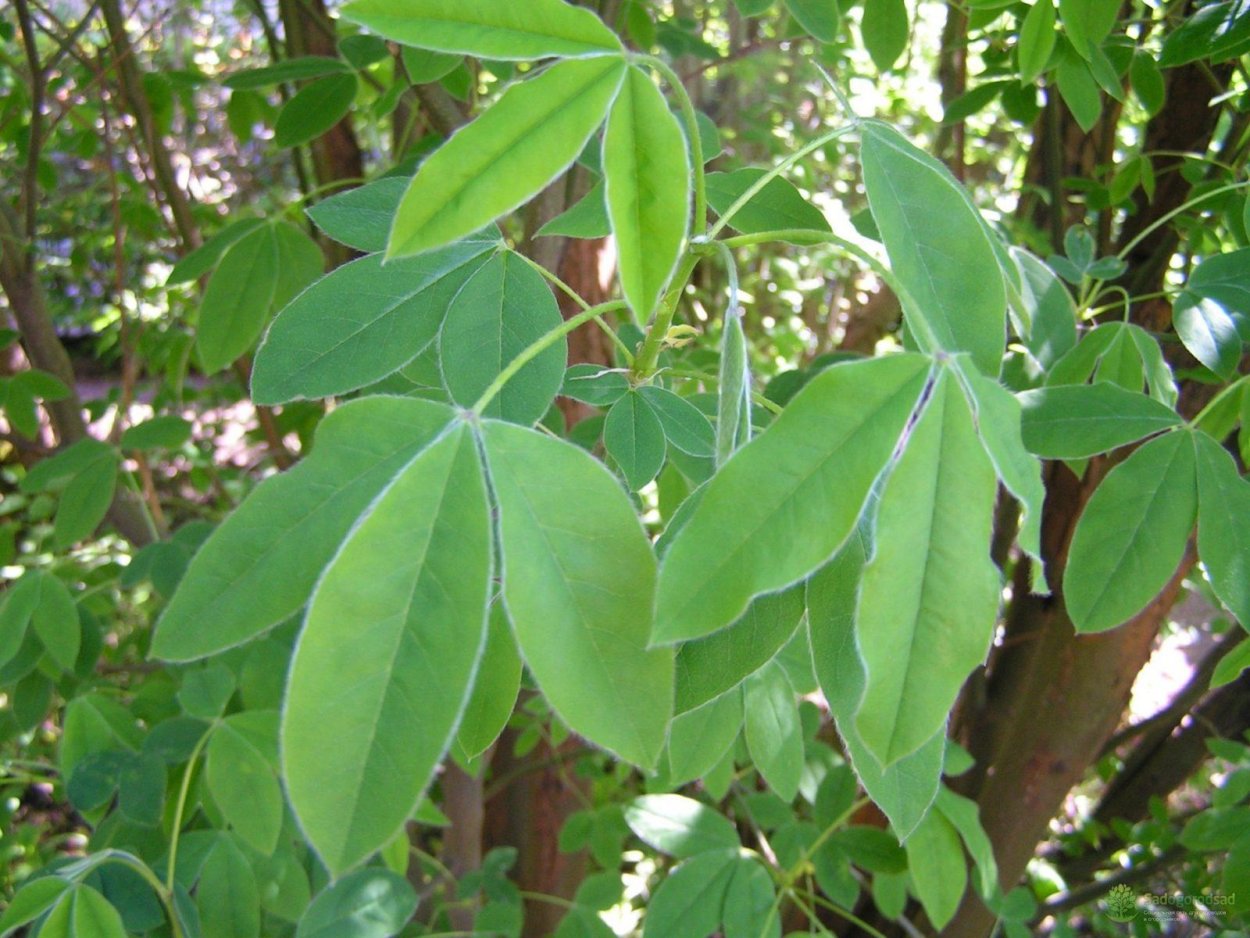 Бобовник Альпийский листья