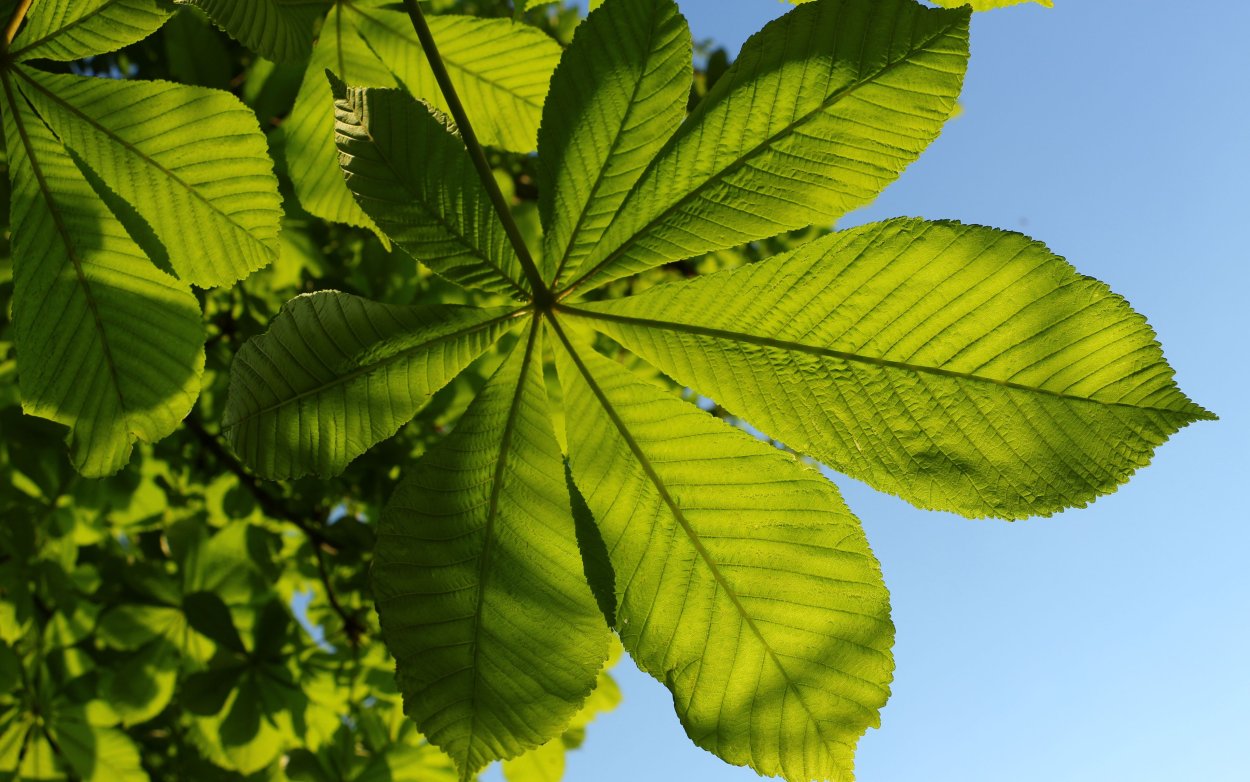 Конский каштан листья