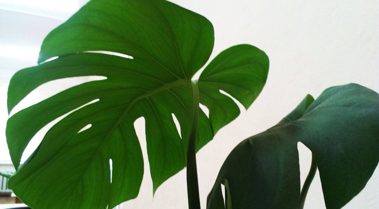 Монстера Тениус
