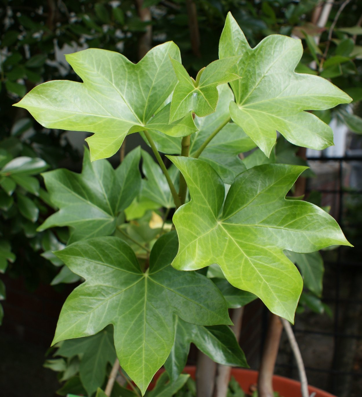 Плющ фатсхедера