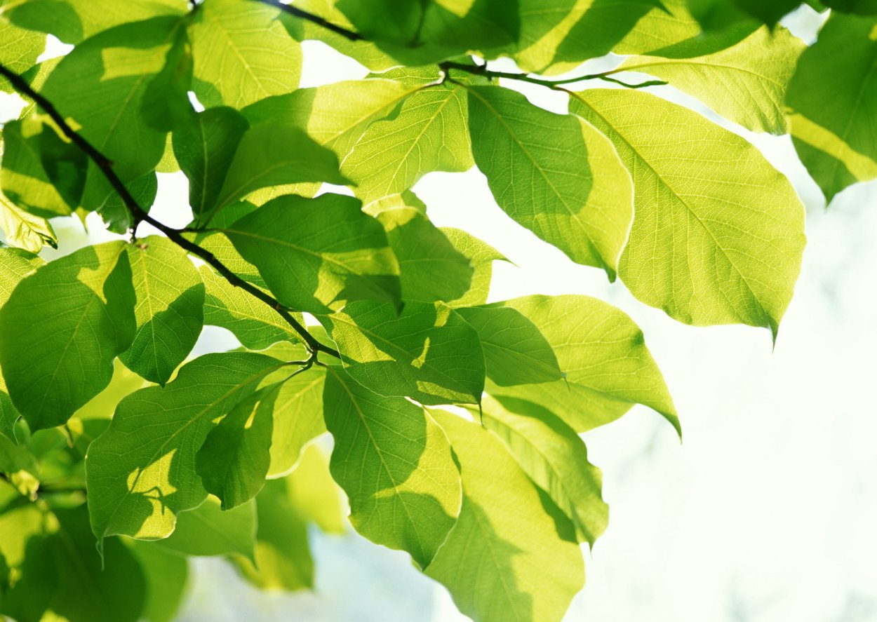 Ветка лиственного дерева