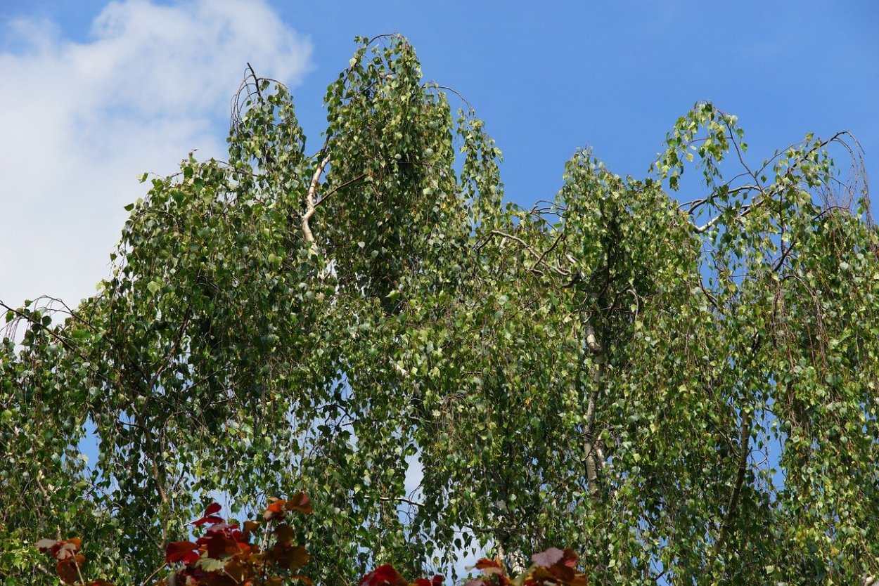 Betula 'Crimson Frost'