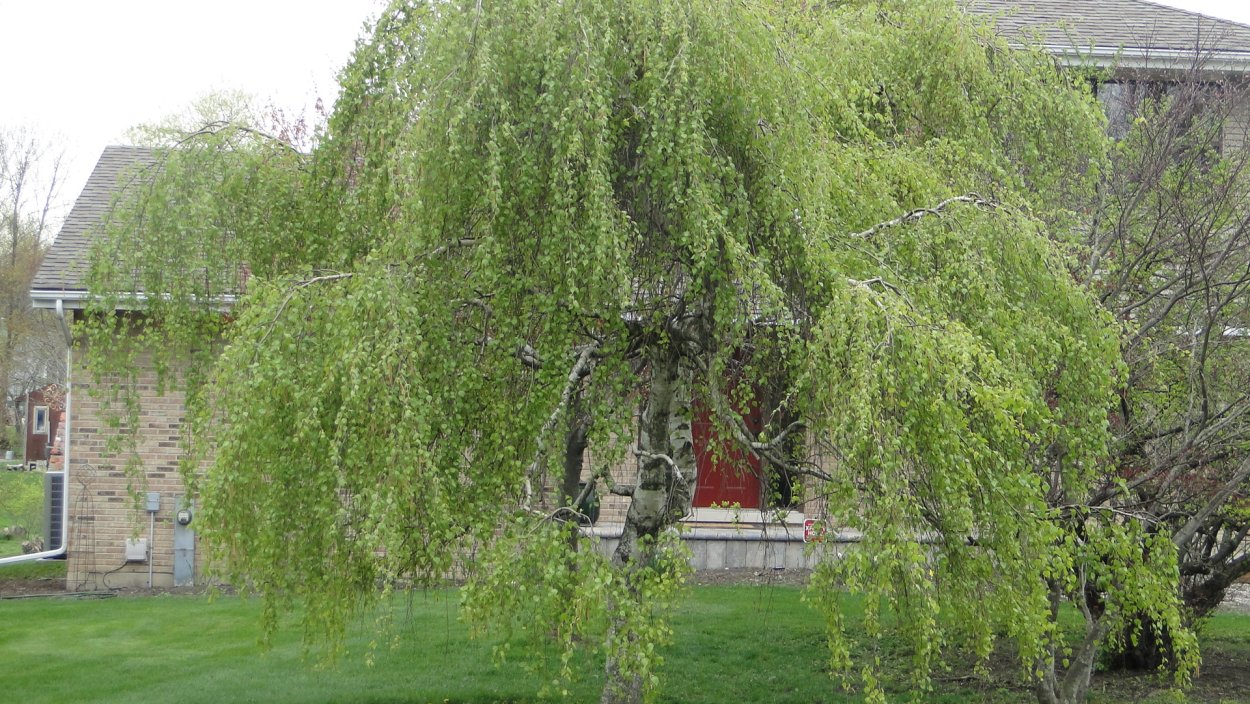 Береза повислая purpurea