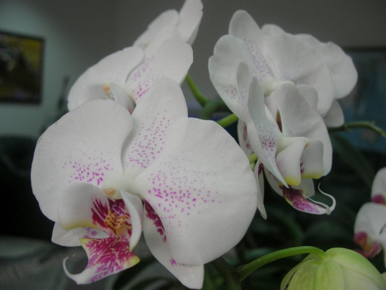 Phal Radiance