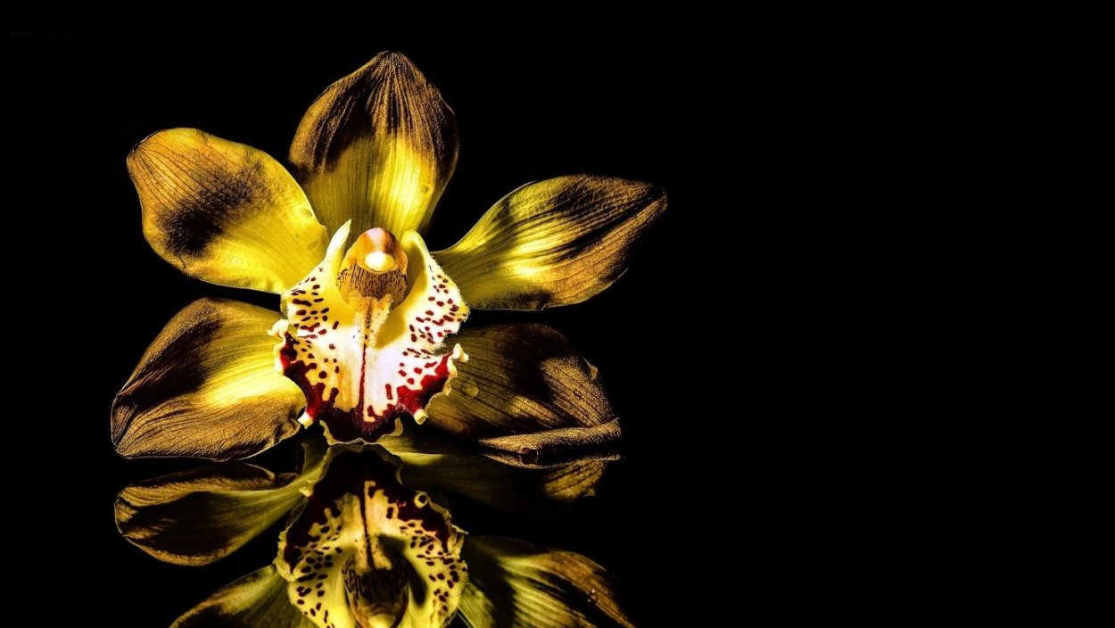 Фаленопсис Рефлекшн