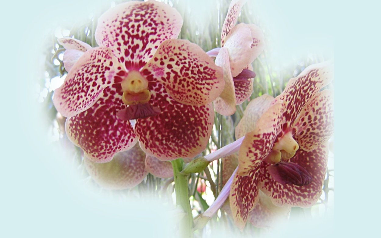 Орхидея в средневековье