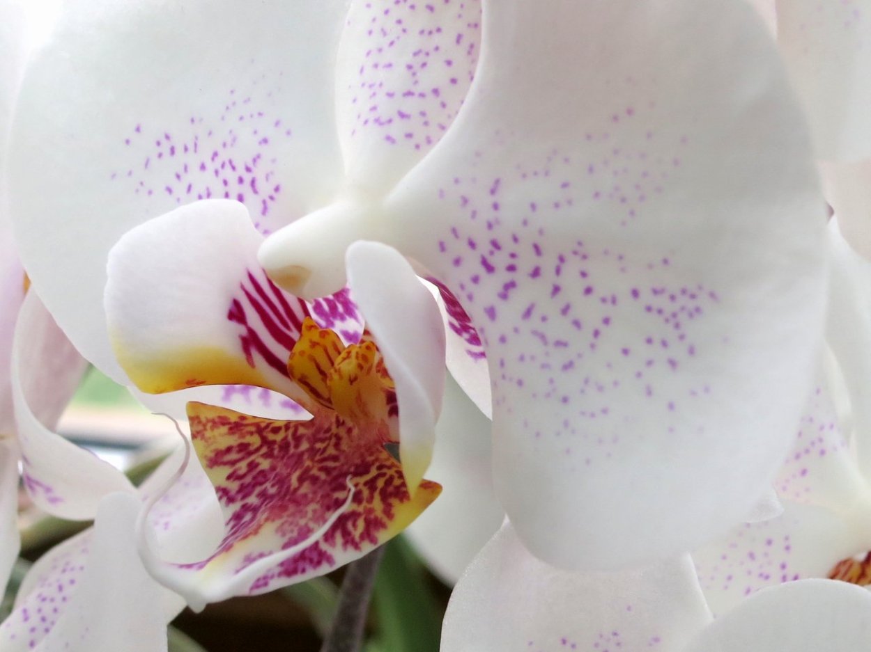 Фаленопсис Astral