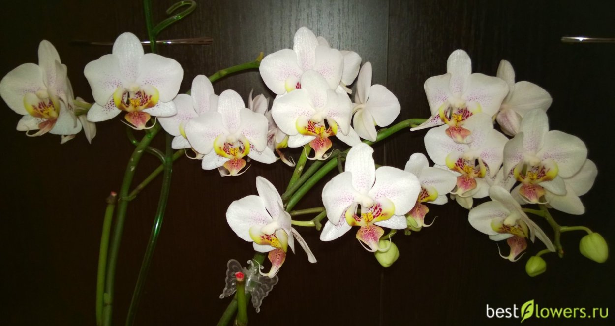 Фаленопсис Орхидея астрал