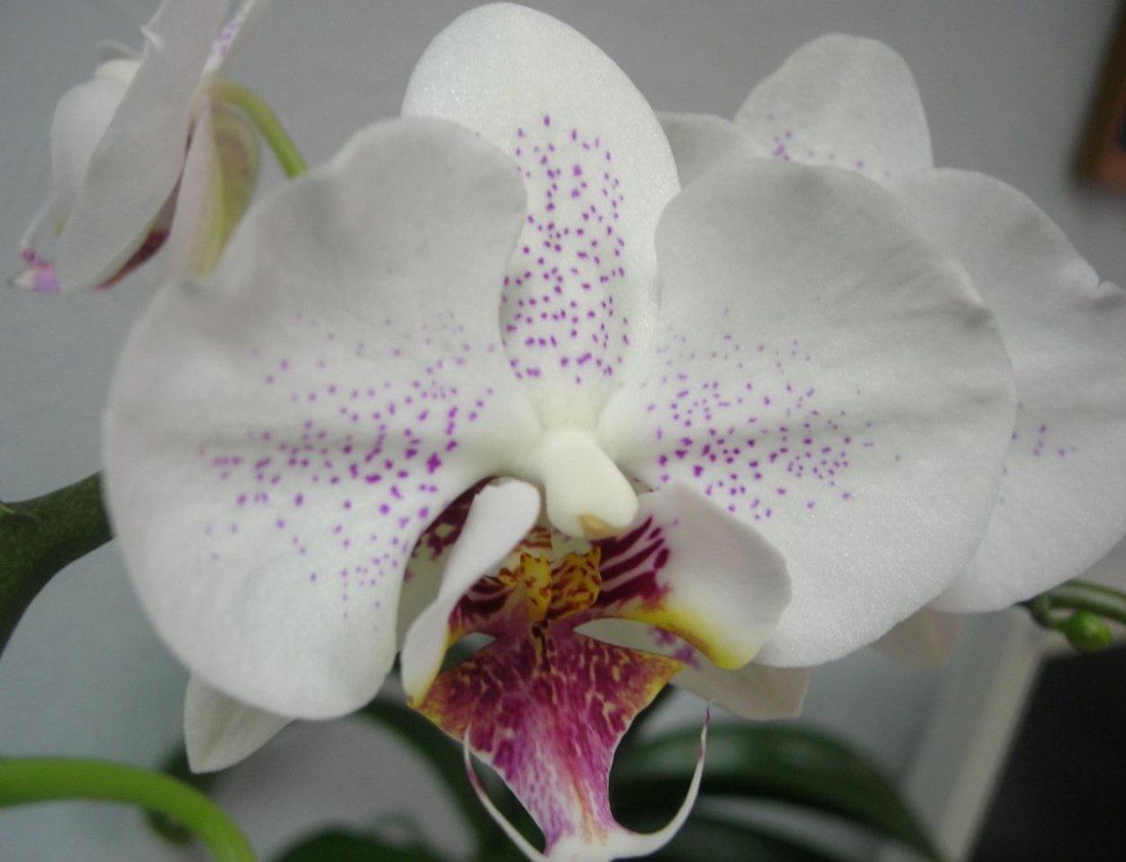 Орхидея Phalaenopsis 'Radiance