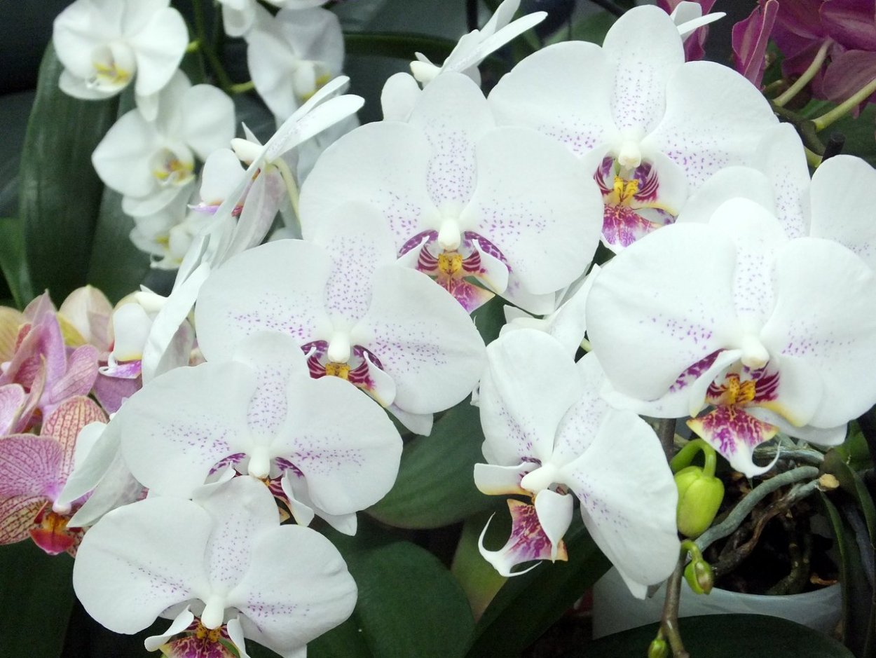 Фаленопсис Astral