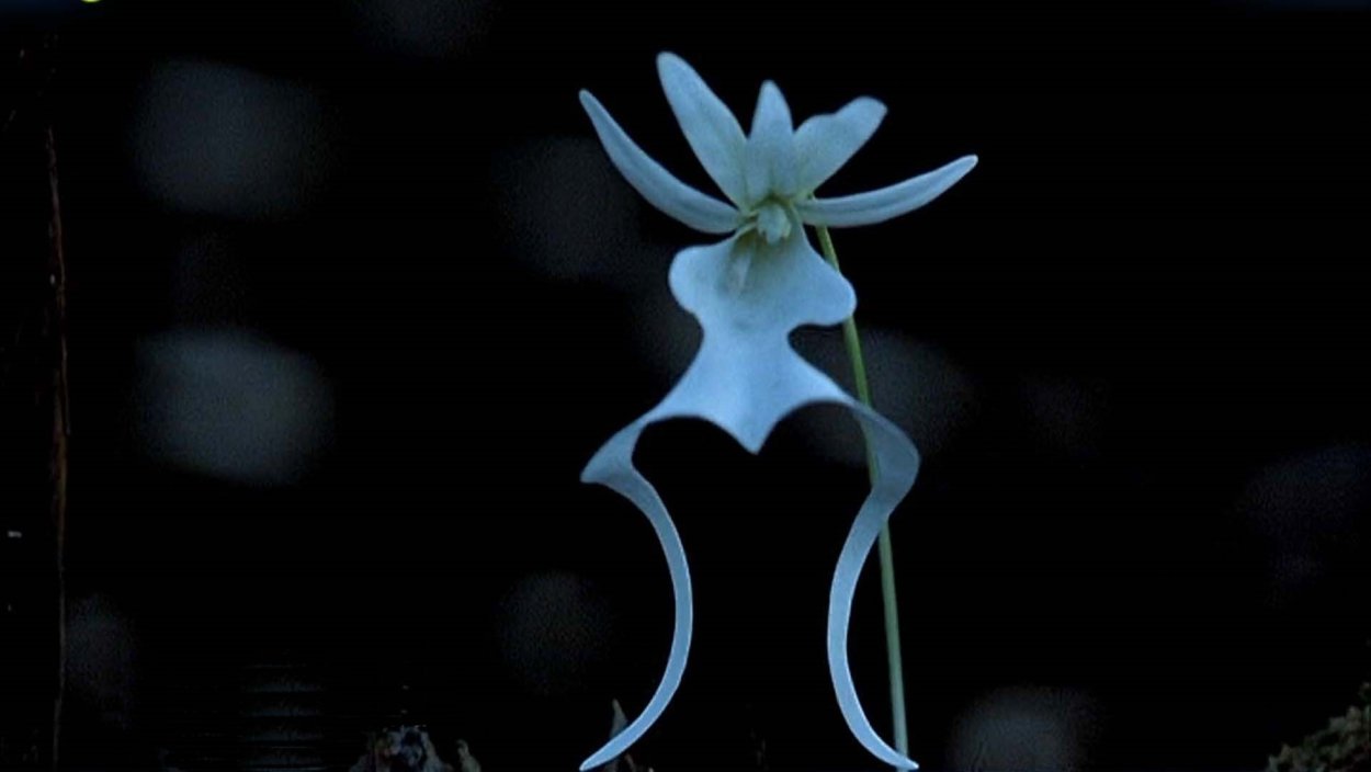 Призрачный цветок