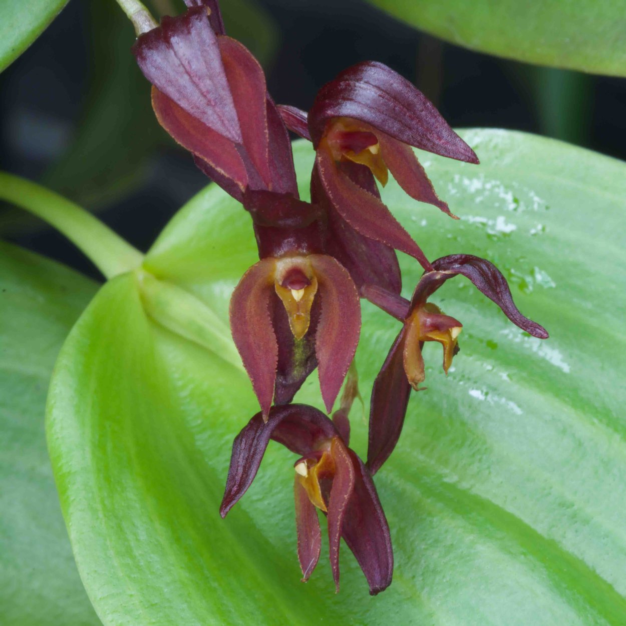 Pleurothallis Sarracenia