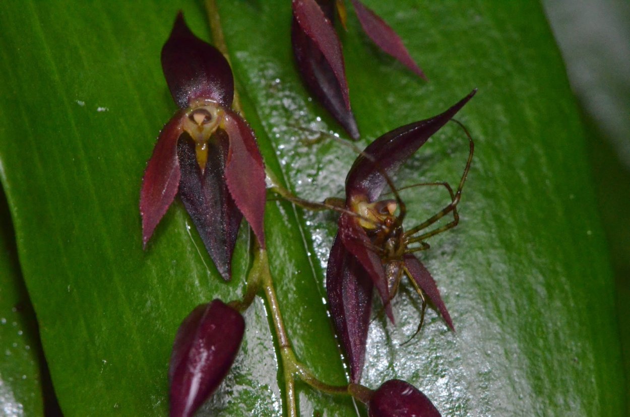 Pleurothallis rowleei
