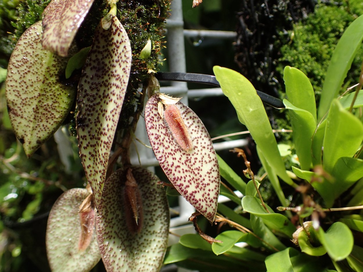 Pleurothallis hamosa