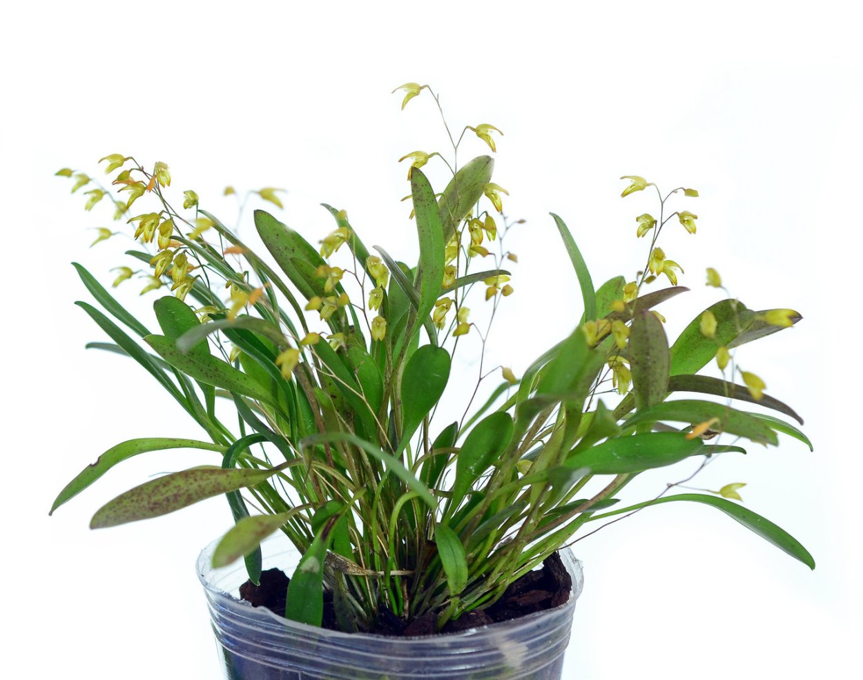 Pleurothallis bicornis