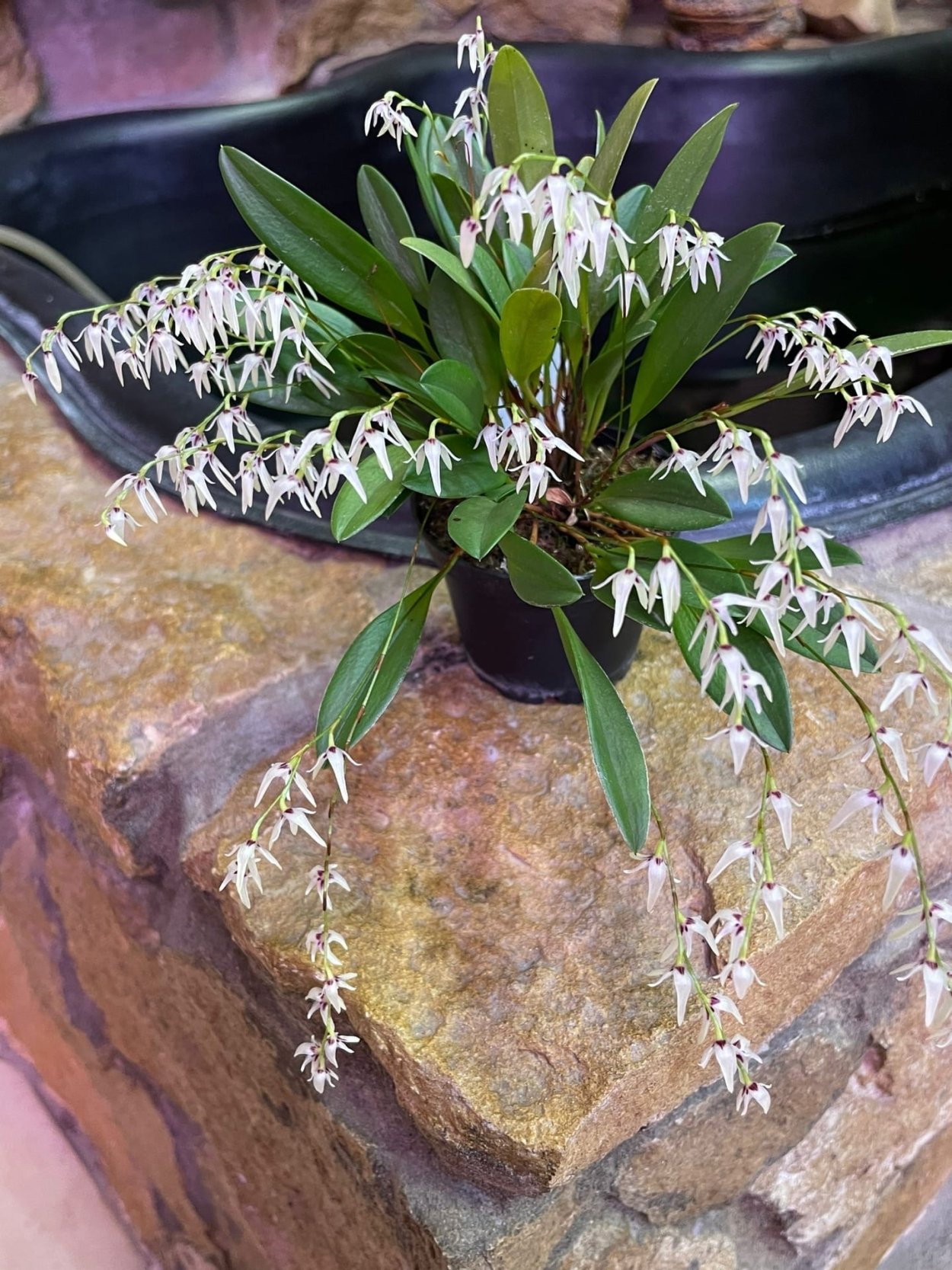 Орхидея Плевроталлис