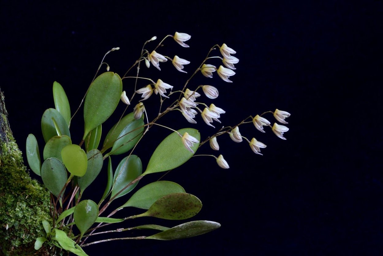 Pleurothallis fabiobarrosii