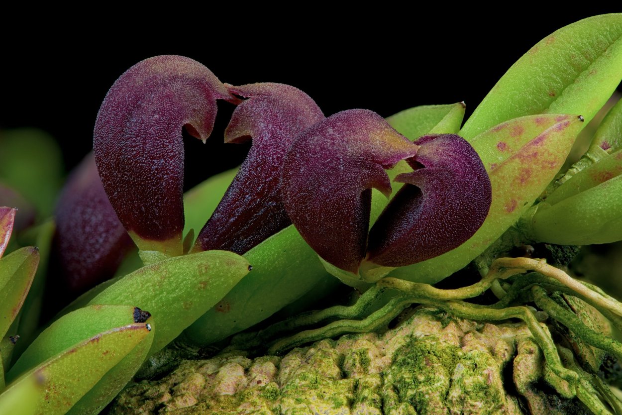 Pleurothallis leptotifolia