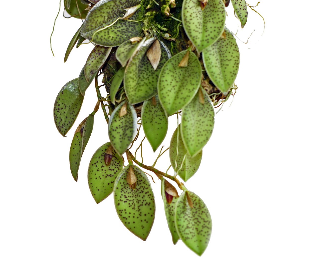 Pleurothallis dodsonii