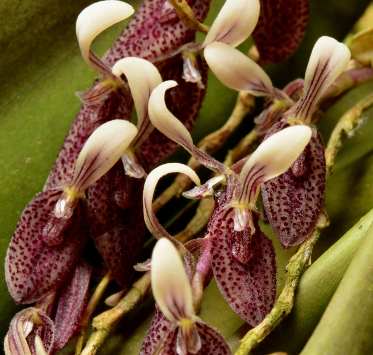 Platystele misasiana