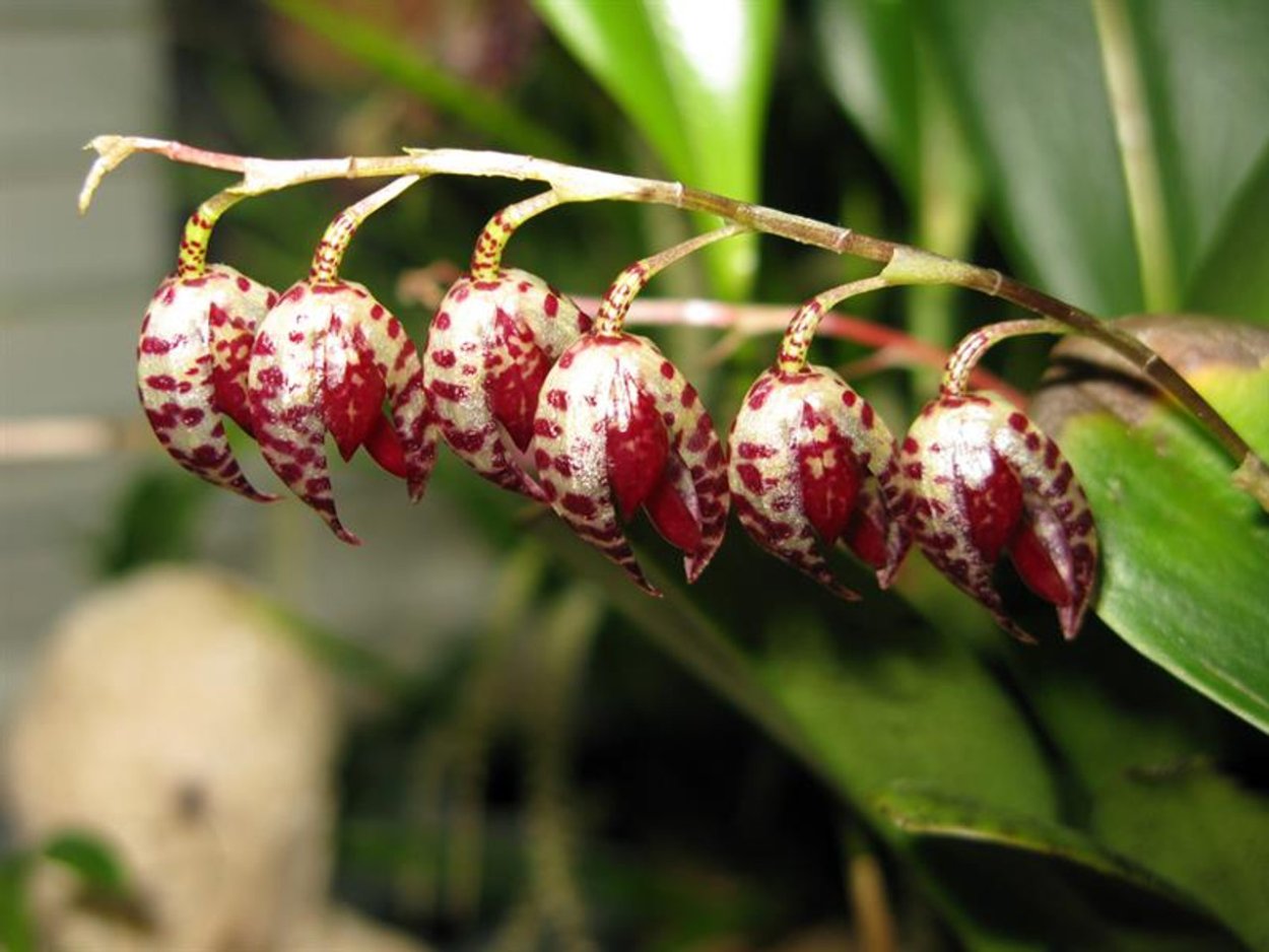 Masdevallia растение