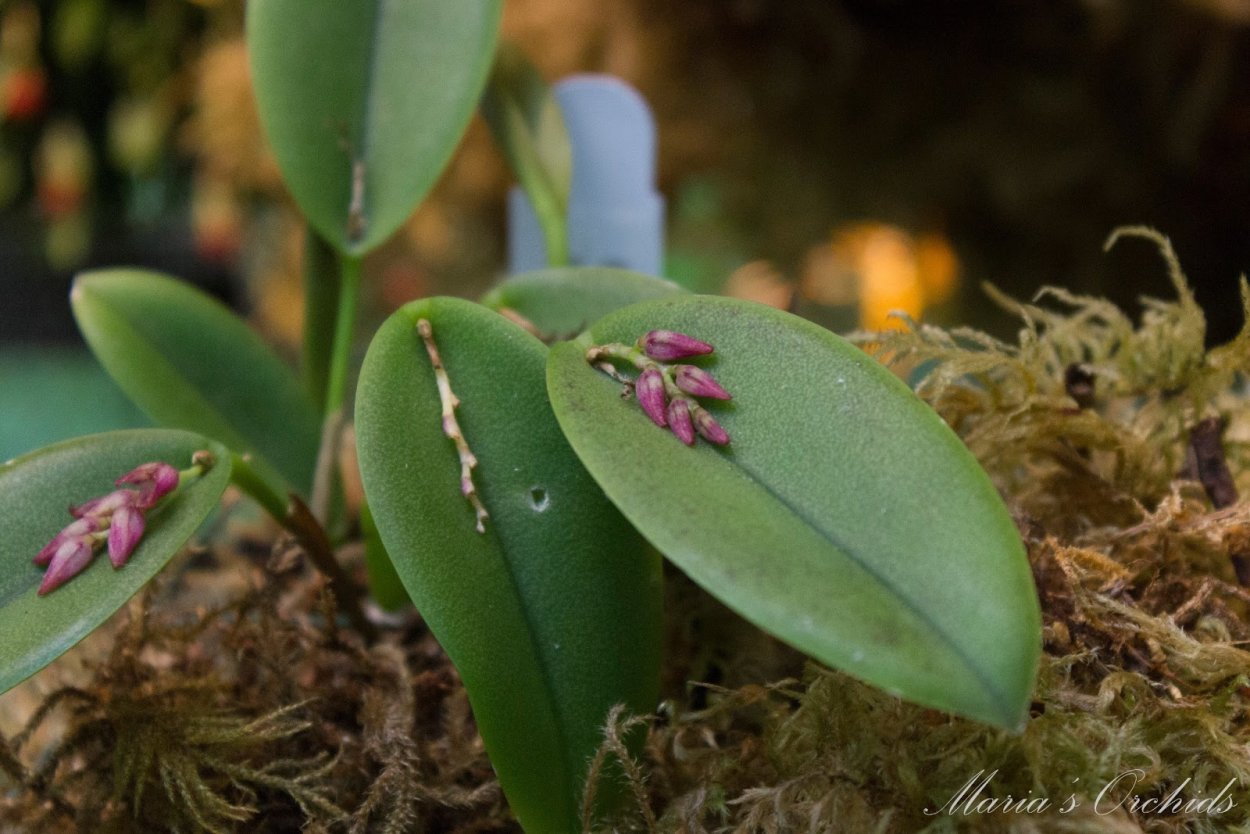 Pleurothallis hoffmannseggiana