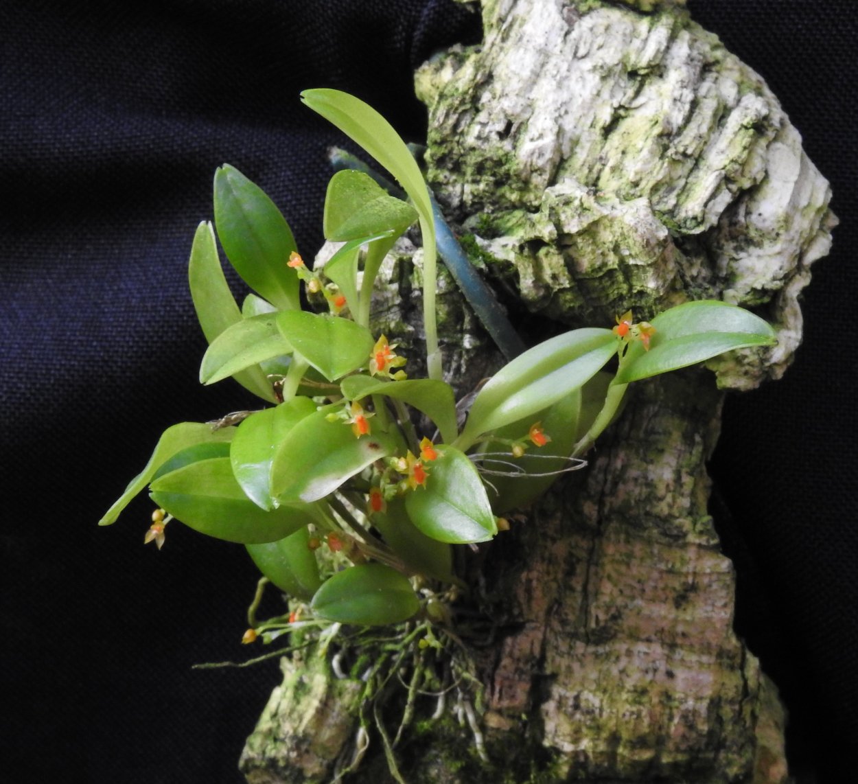 Фаленопсис иероглифический