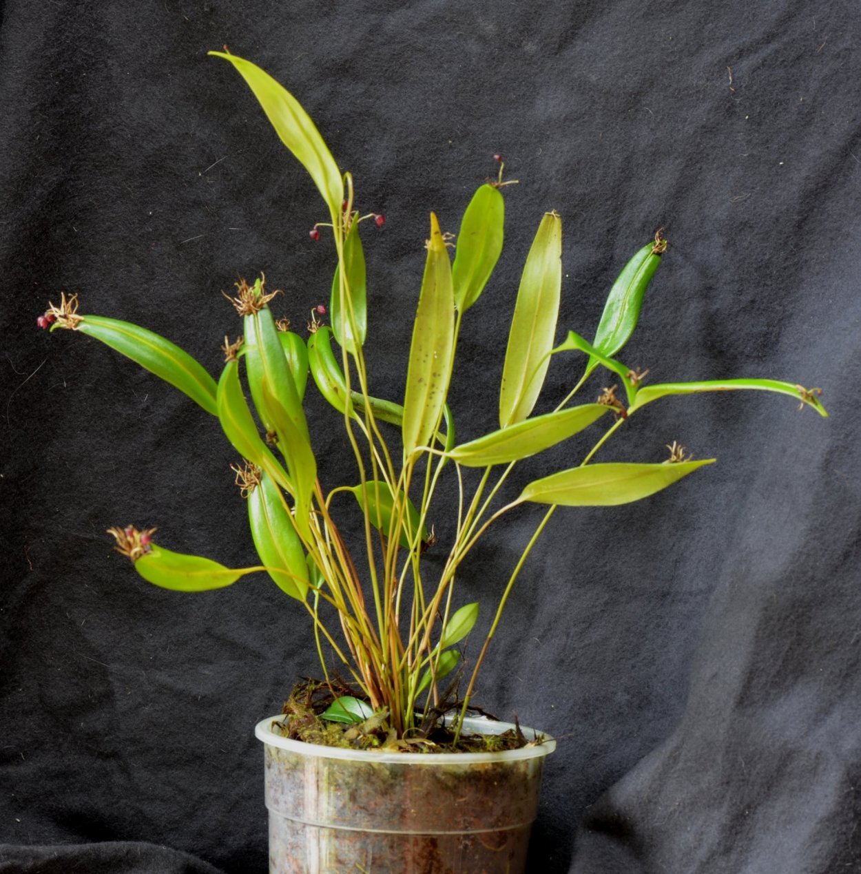 Pleurothallis restrepioides