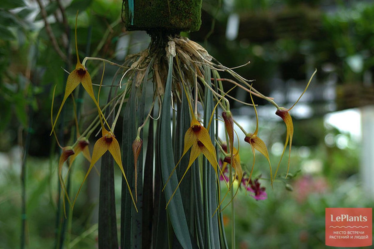 Phaius wallichii