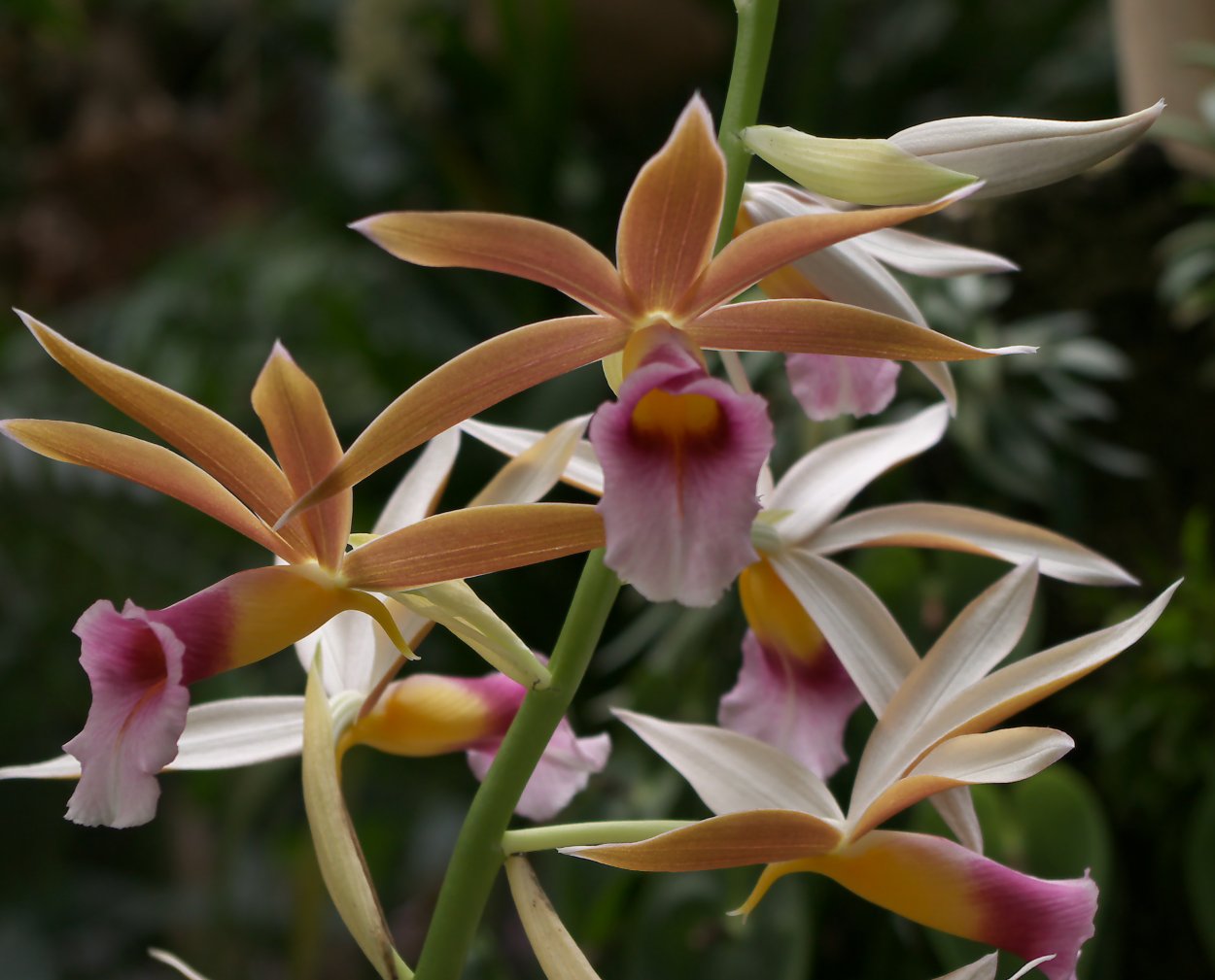 Pleurothallis Marthae