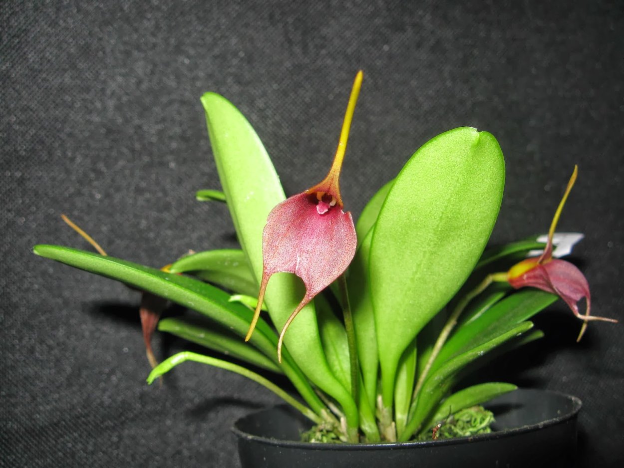 Pleurothallis grobyi