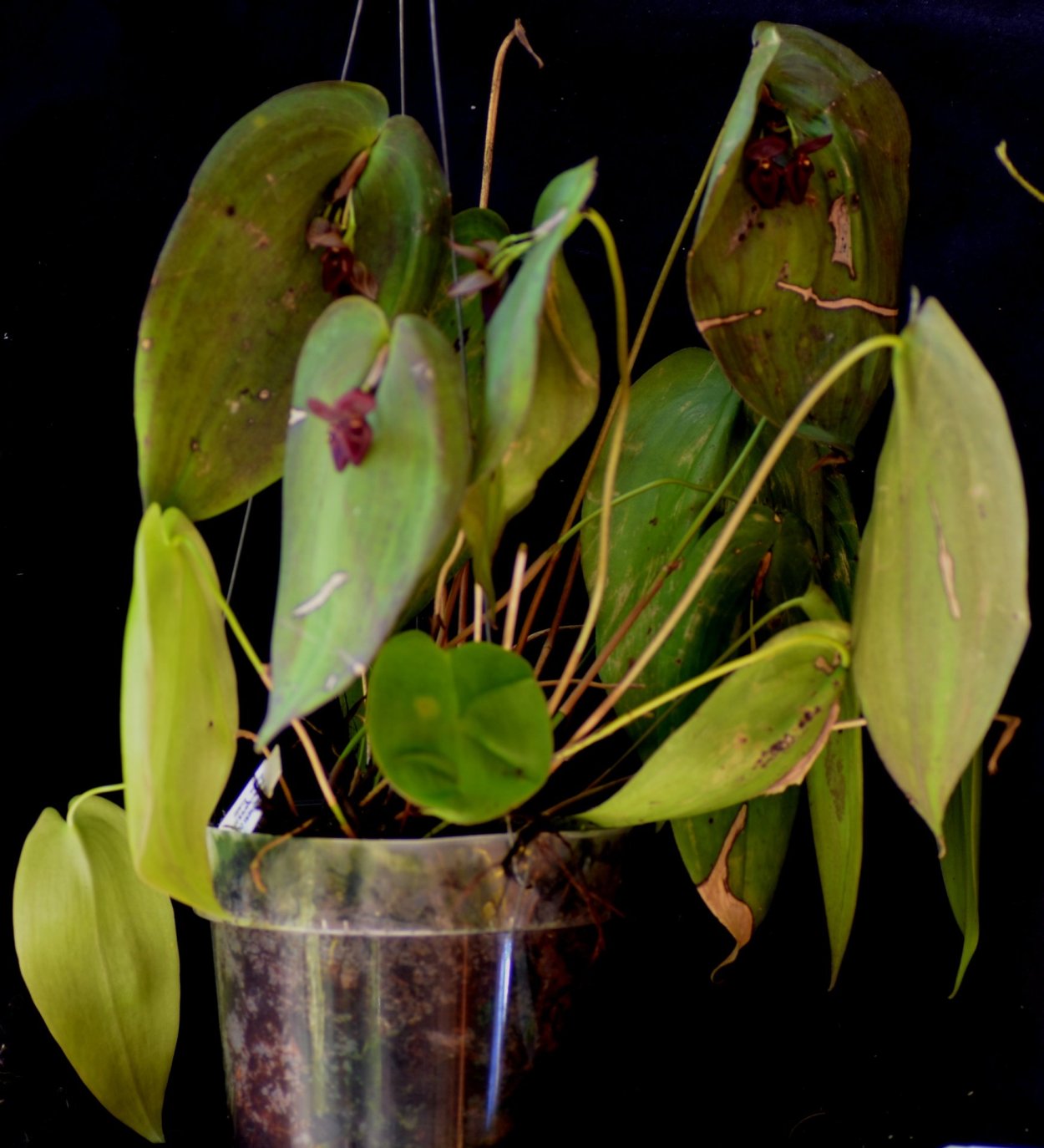 Pleurothallis strupifolia