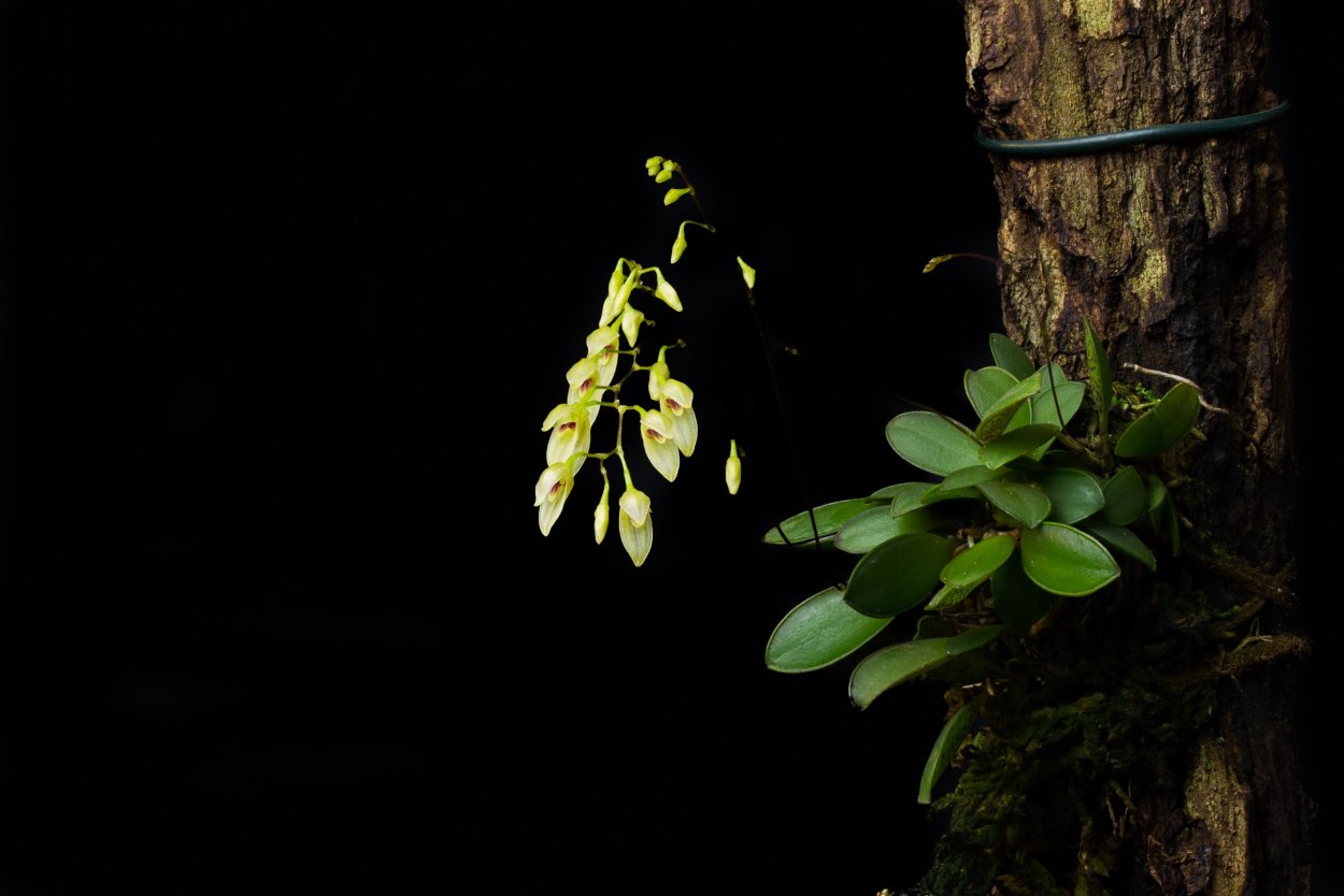 Орхидея Плевроталлис