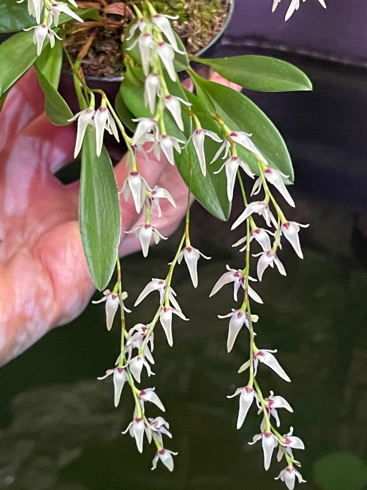 Pleurothallis ruscifolia