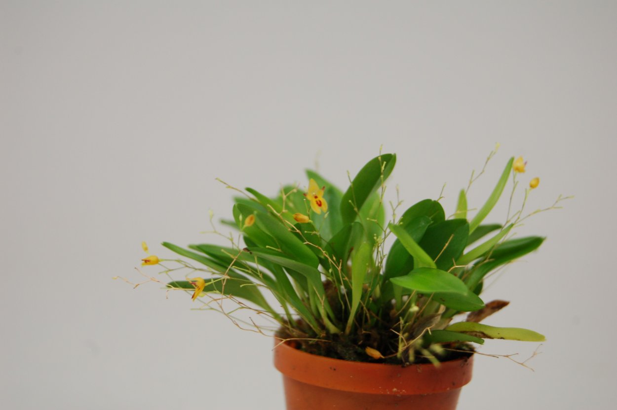 Орхидеи Pleurothallis