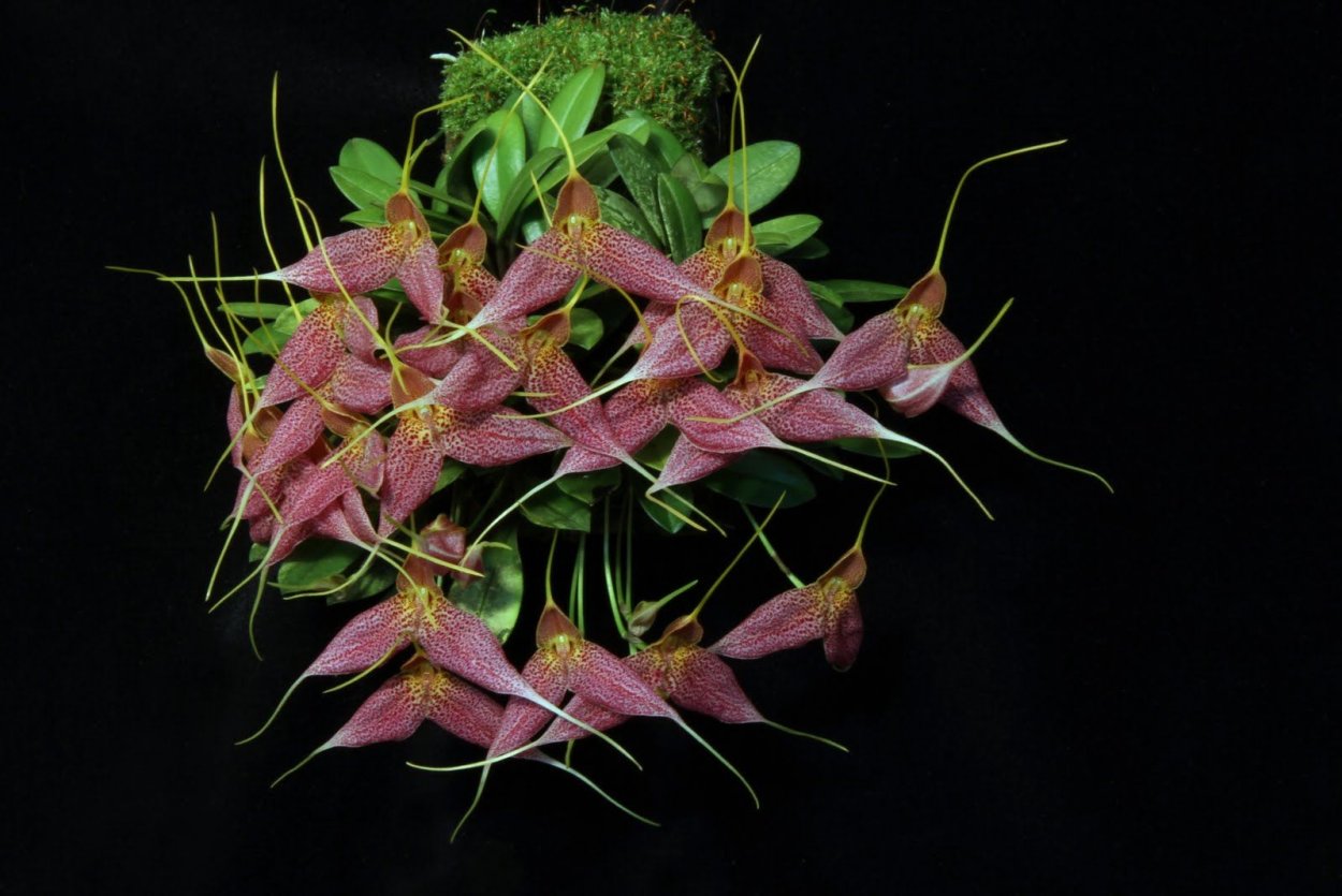 Орхидея Trichopilia hennisiana