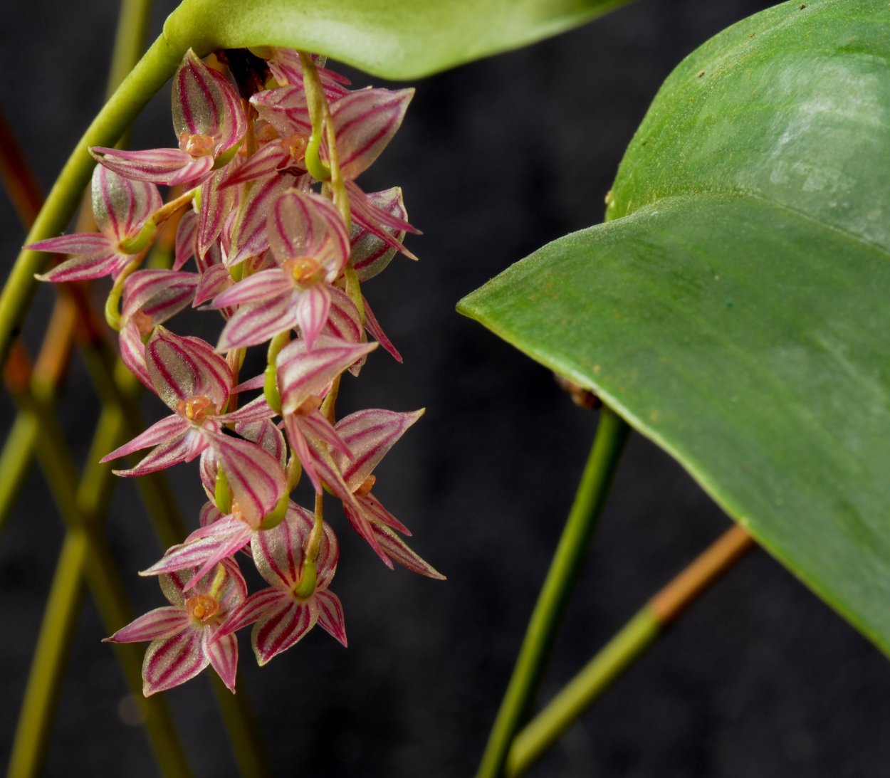 Масдеваллия Ignea