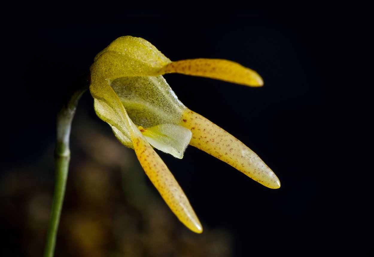 Pleurothallis cypelligera