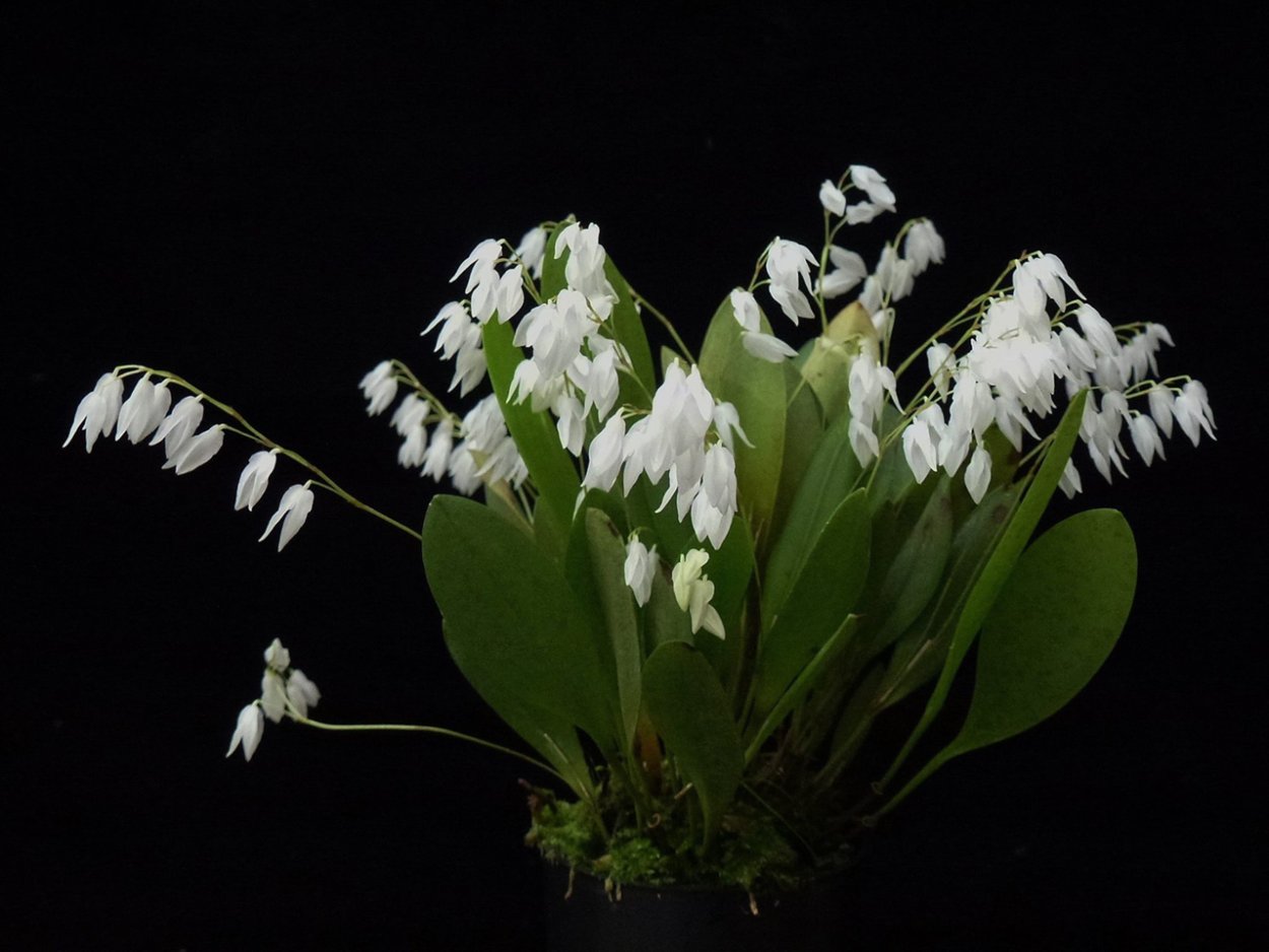 Эпифиты орхидеи фаленопсис