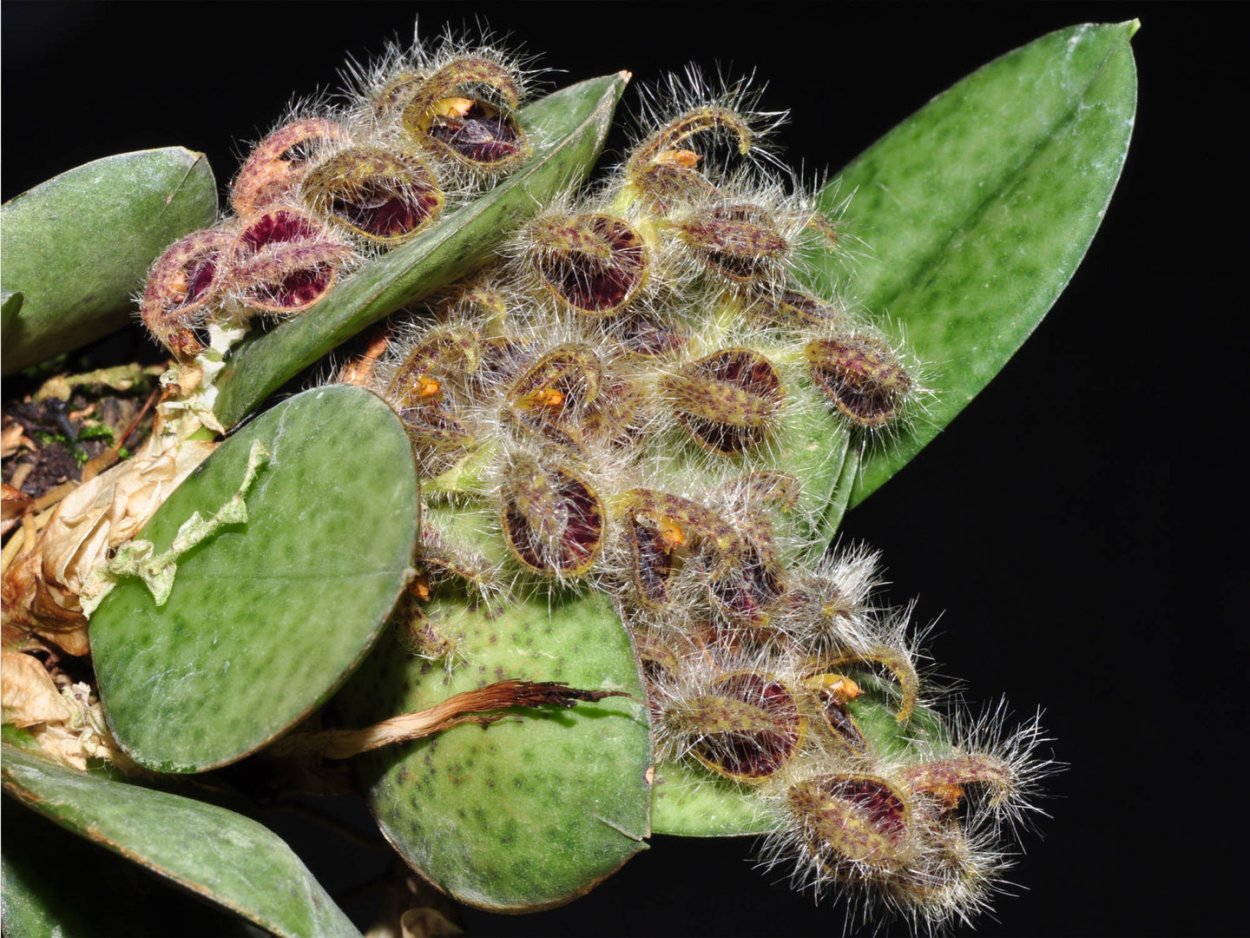 Pleurothallis loranthophylla