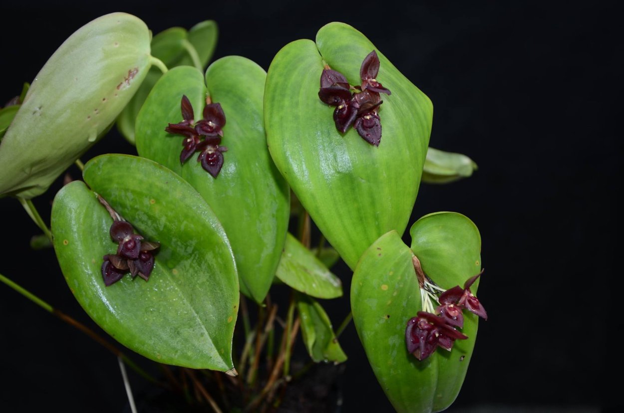 Pleurothallis janettiae
