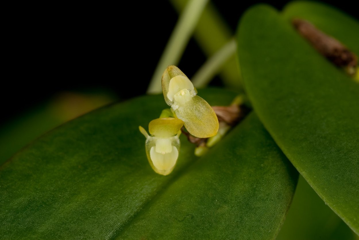 Pleurothallis leptotifolia