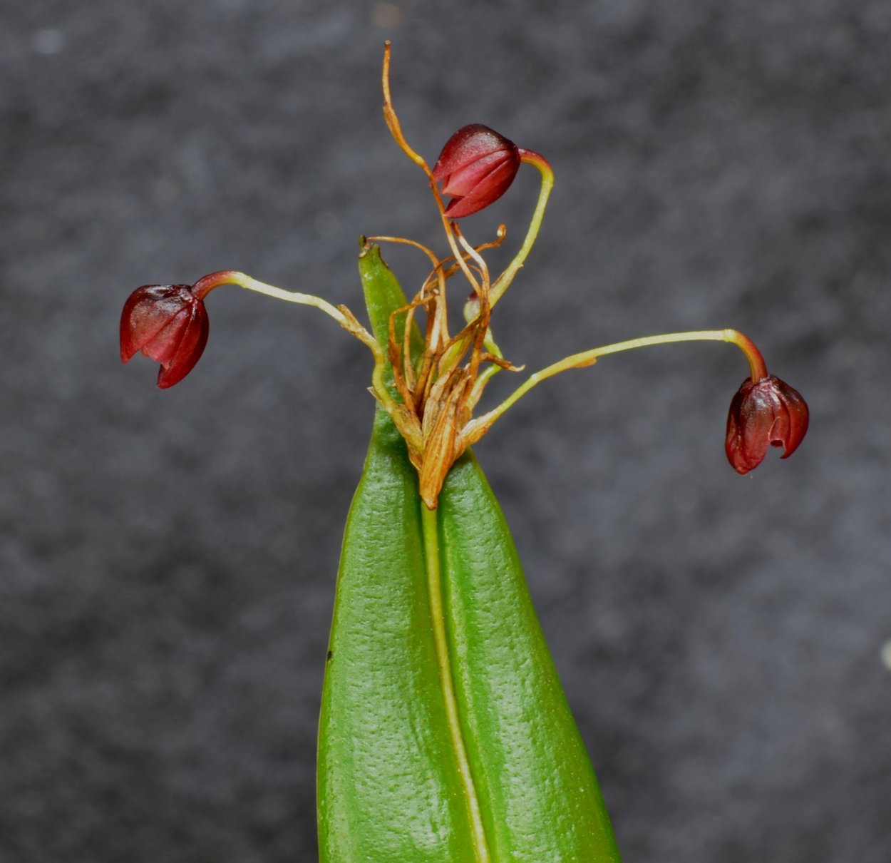Орхидея Pleurothallis restrepioides