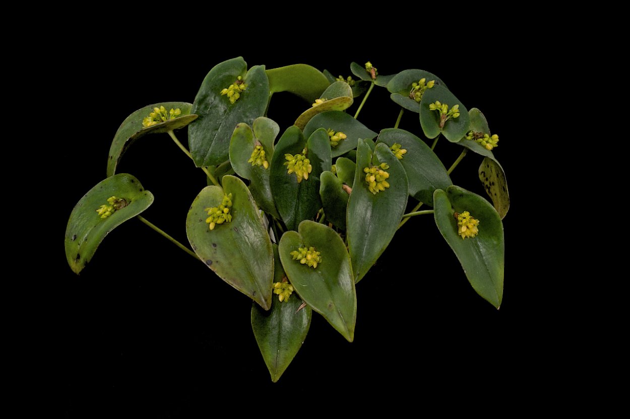 Плевроталлис фрунката