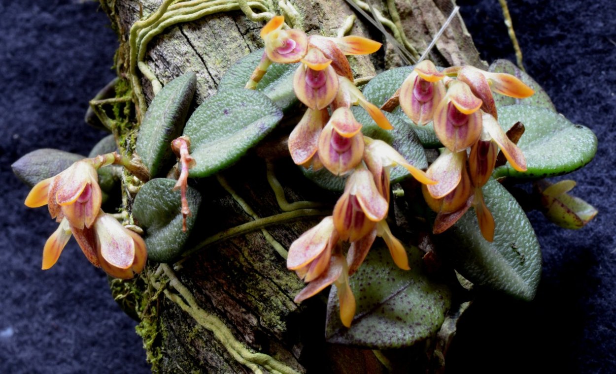 Орхидея Плевроталлис