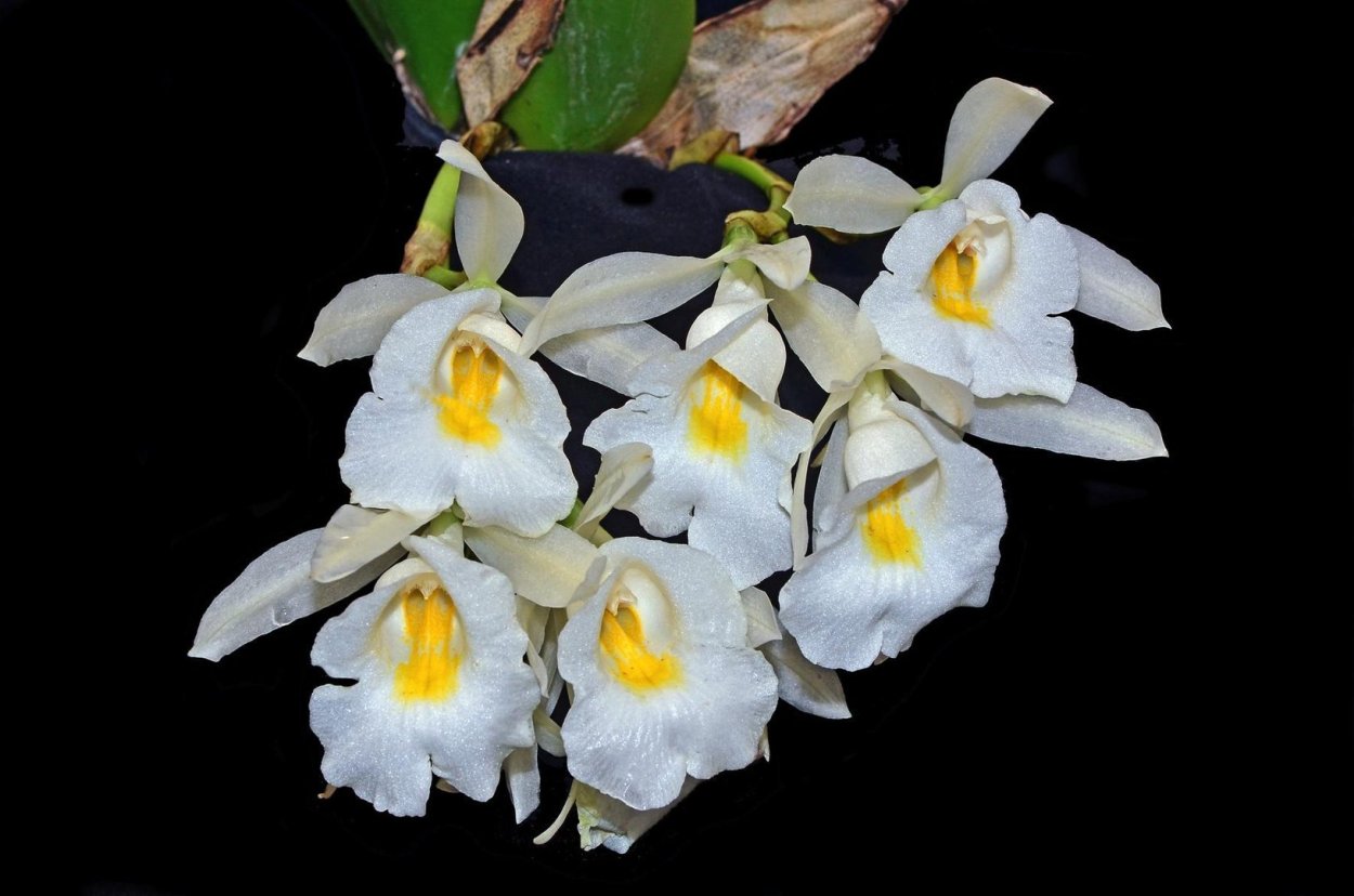 Pleurothallis ruscifolia