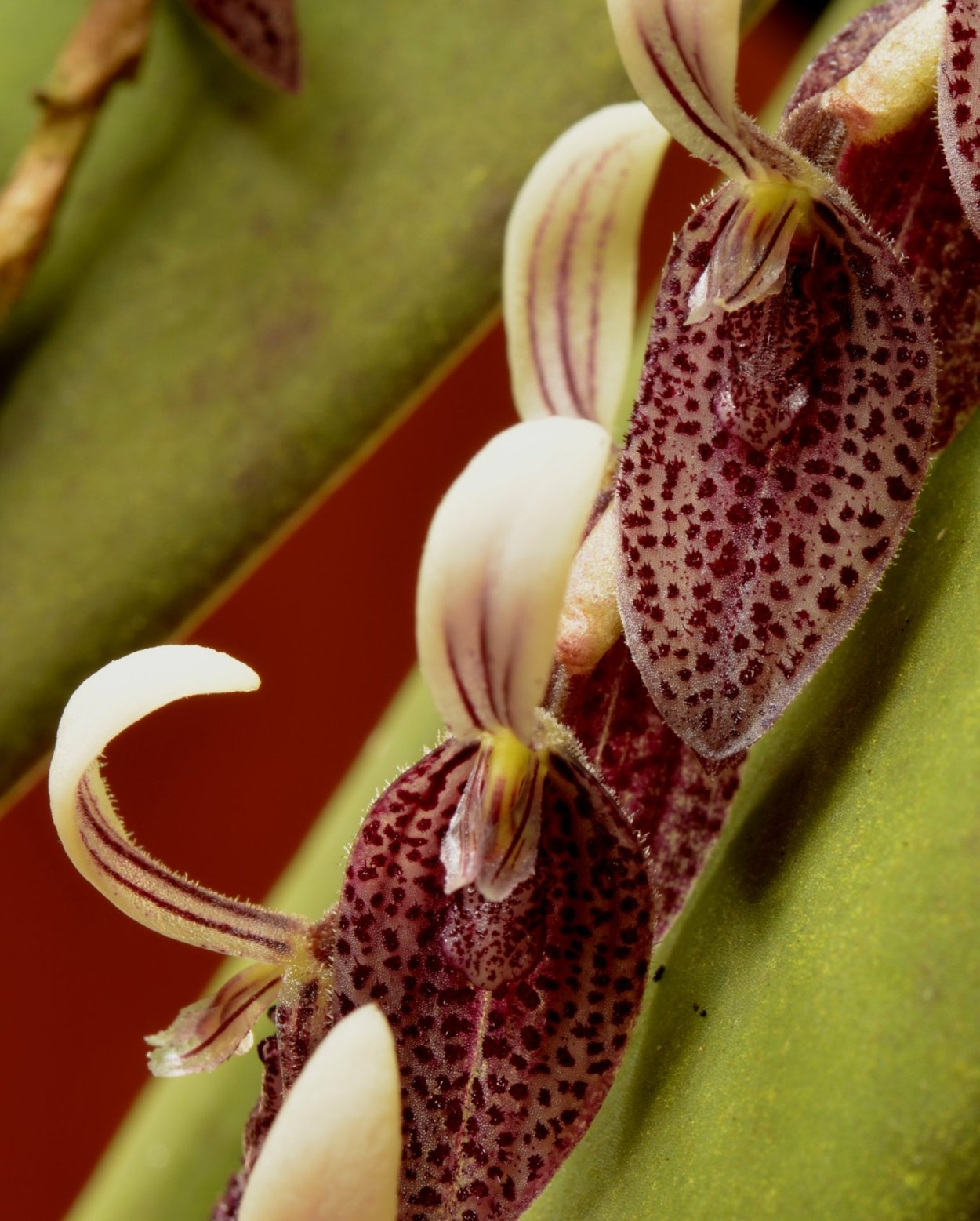 Masdevallia decumana