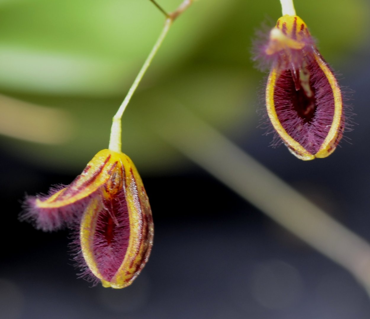 Фаленопсис Дарвин форма листьев