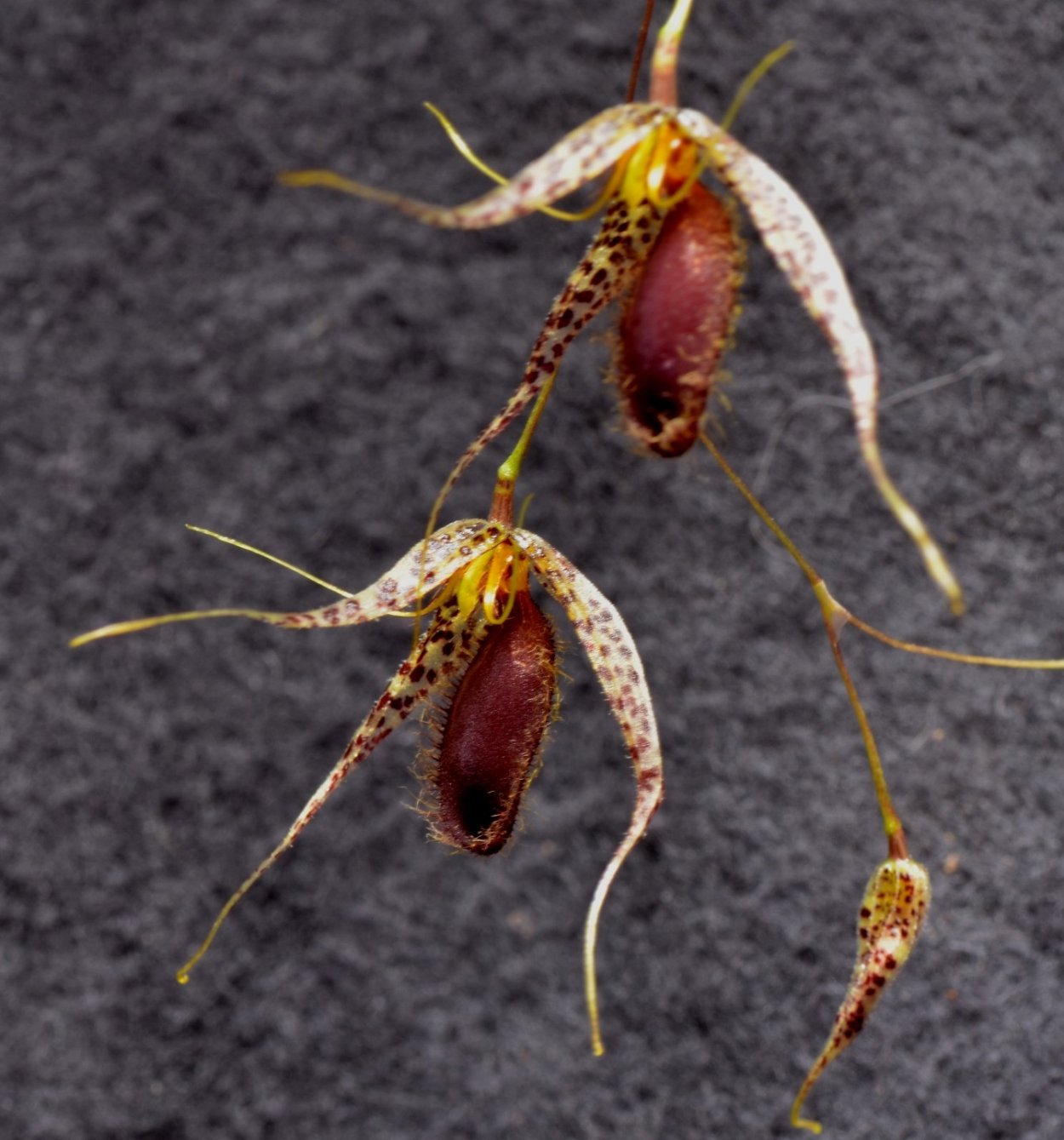 Specklinia (Pleurothallis) grobyi